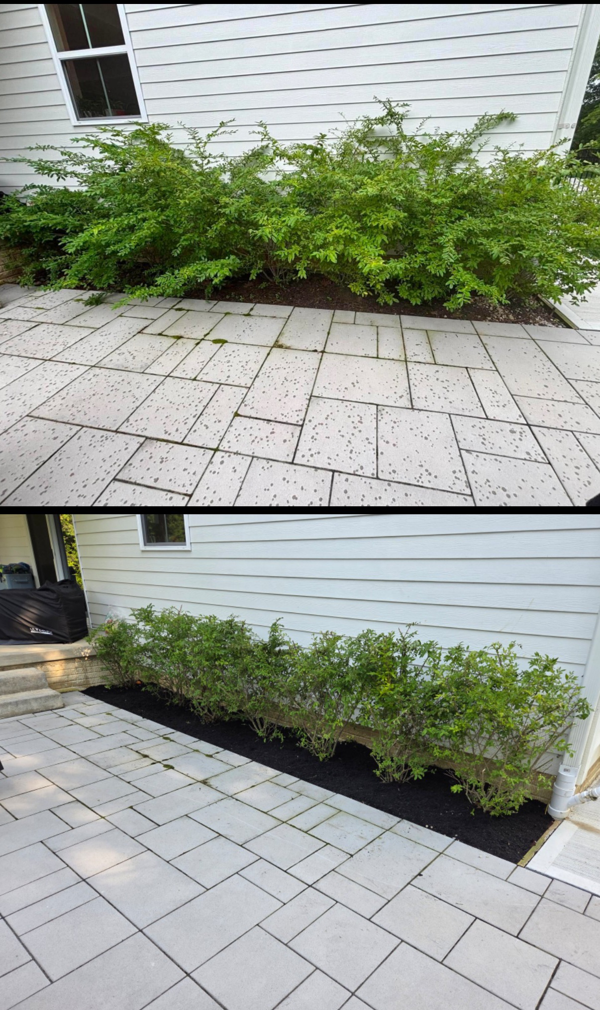 Shrub prune and mulch